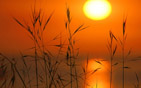 Summer wallpapers2